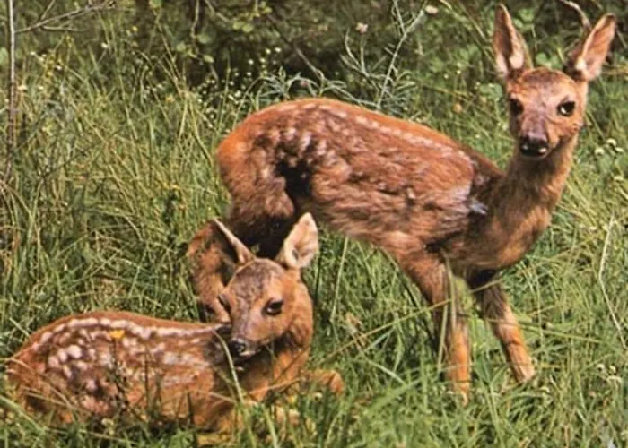 Il Grappolo In Langa Monastero Bormida